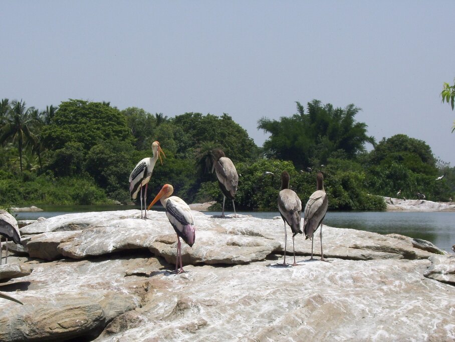 Pelican birds at Ranganathittu Bird Sanctuary