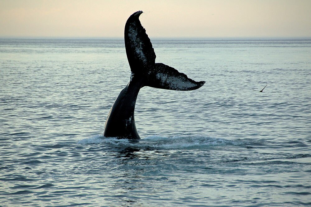 Whale Watching Tour
