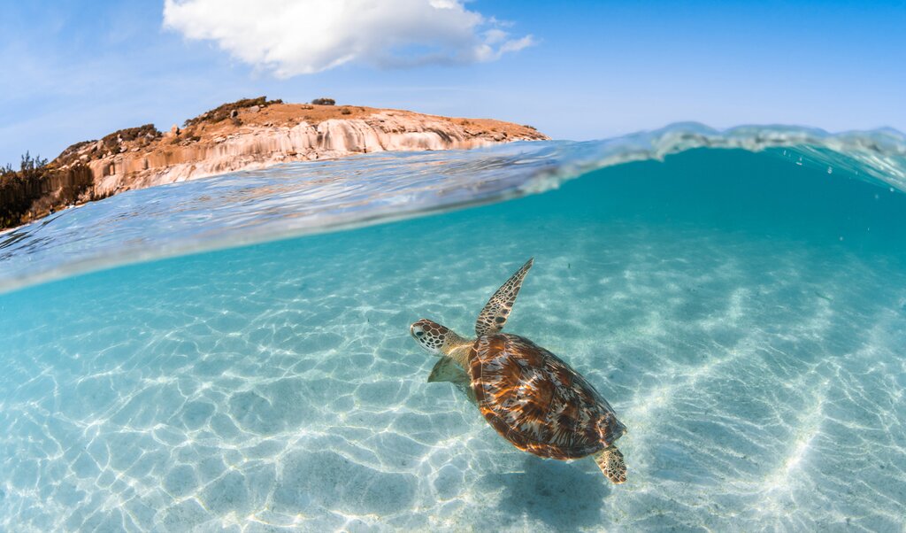 Explore the Great Barrier Reef and Lizard Island's Activities