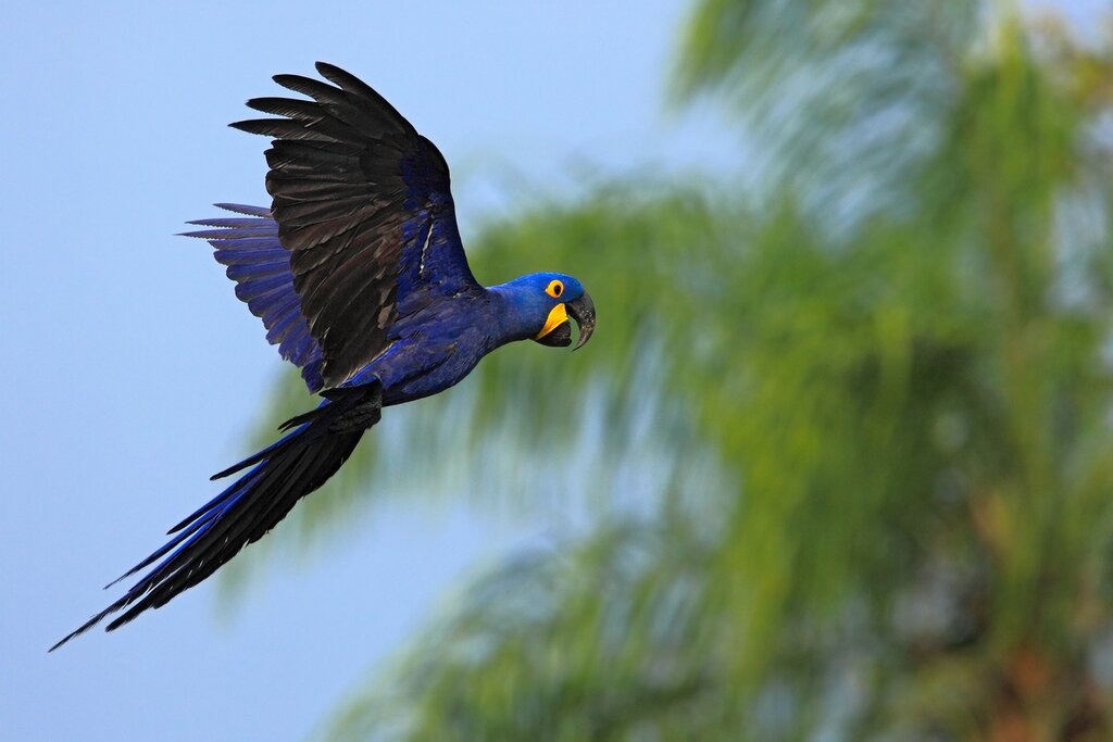 Canoeing in the Amazon and overnight in the jungle
