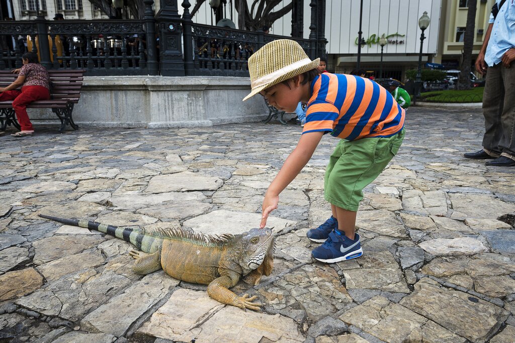 Visit local iguanas in Ecuador with the family!