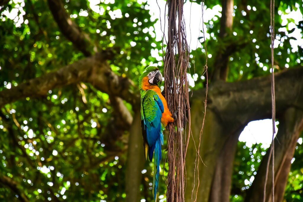 Canoeing in the Amazon and overnight in the jungle
