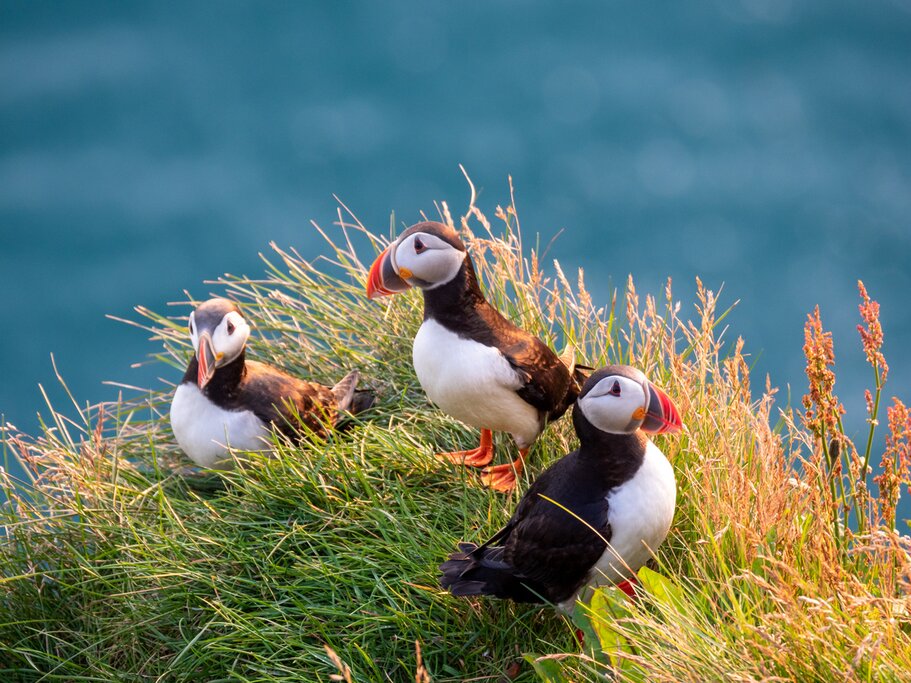 Children will adore the cute puffins on the Westman Islands