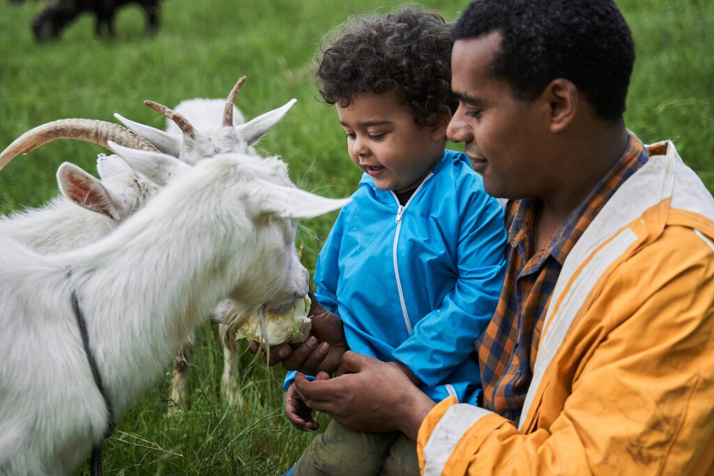 Father and son feeding goat