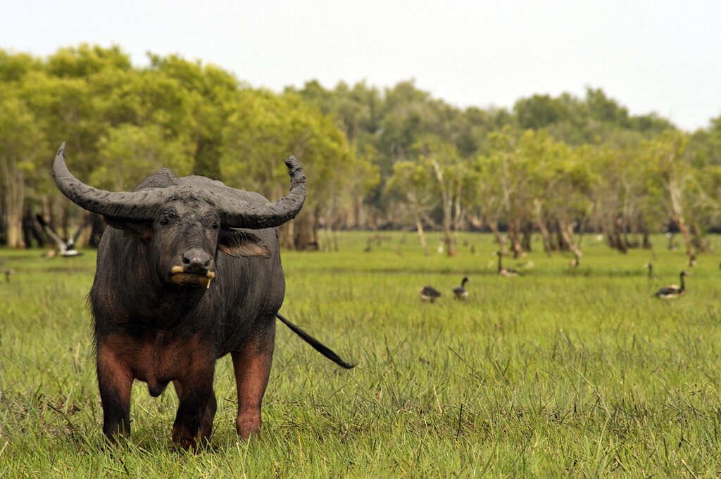 Kakadu - Water Buffalo