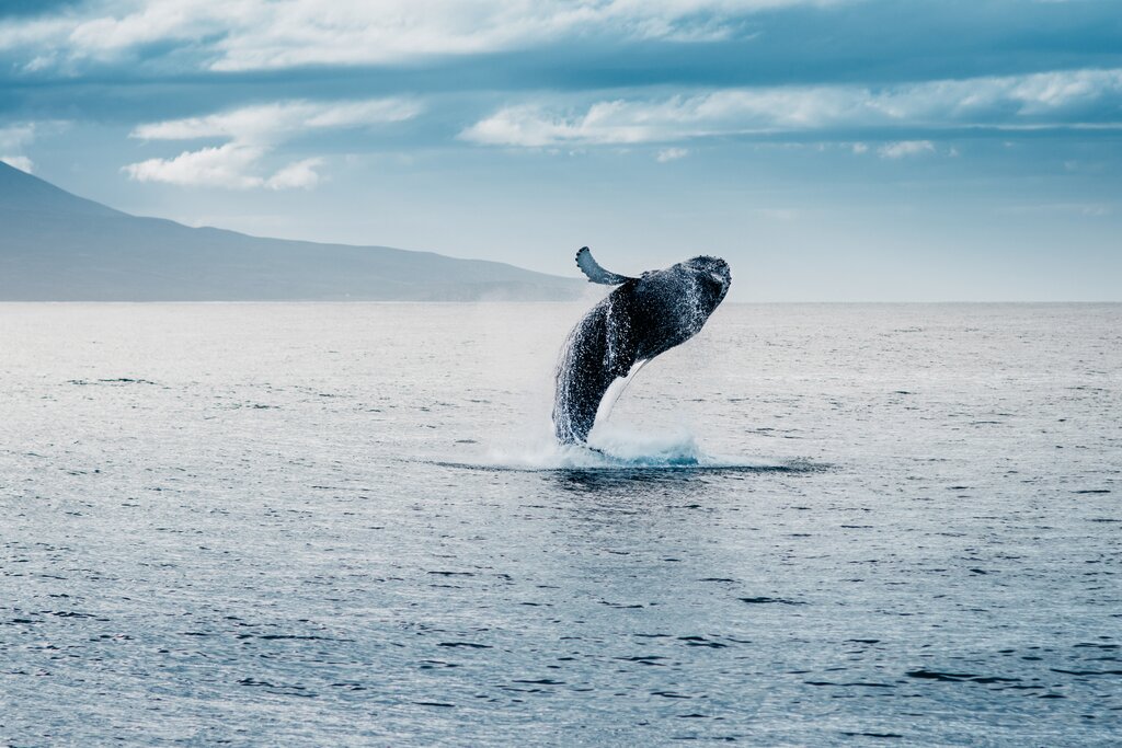 Whale Watching Ólafsvík