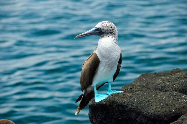 Best of Ecuador & Peru with the Galápagos & Machu Picchu - 14 Days
