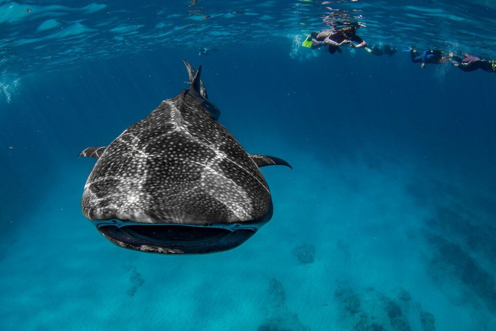 Swim with Whalesharks