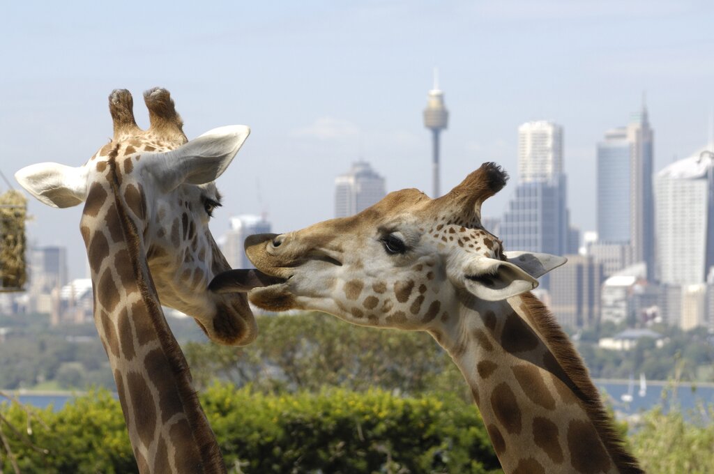Sydney Harbour
