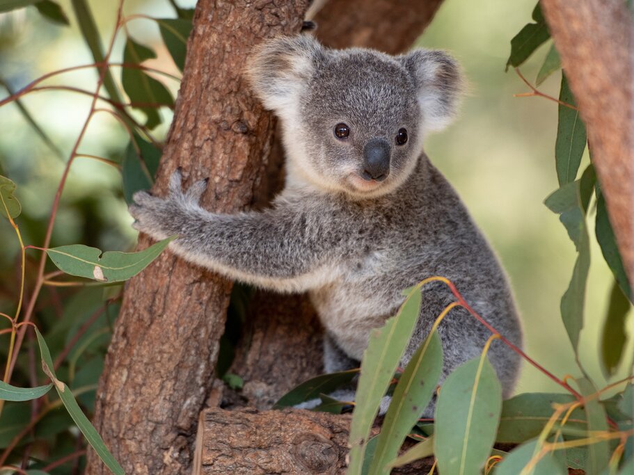 Baby Koala at Australia Zoo