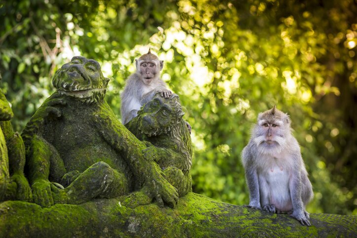 Sacred Monkey Forest in Ubud