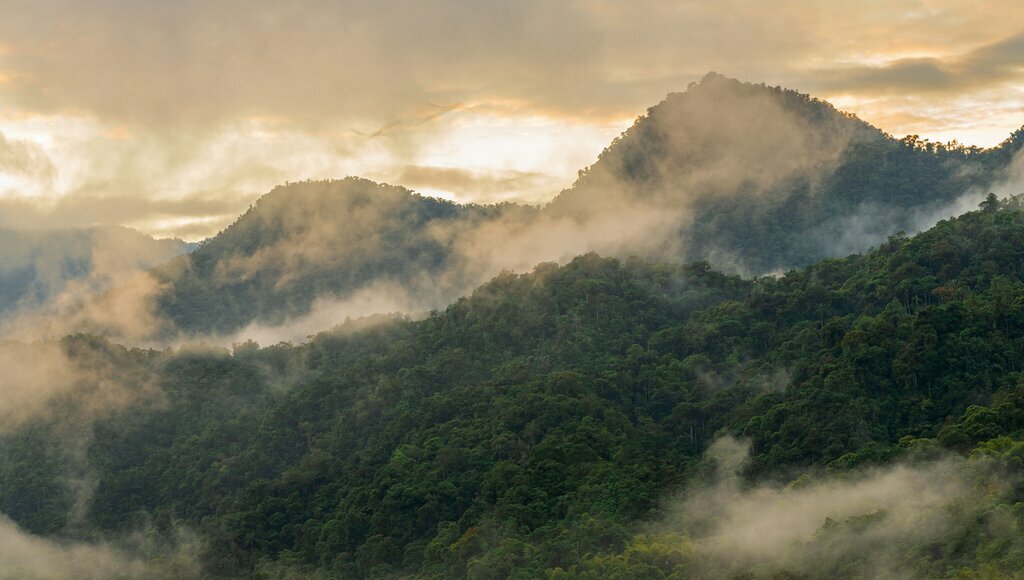 Mindo cloud forest at sunrise in fog and mist, Mindo, Ecuador
