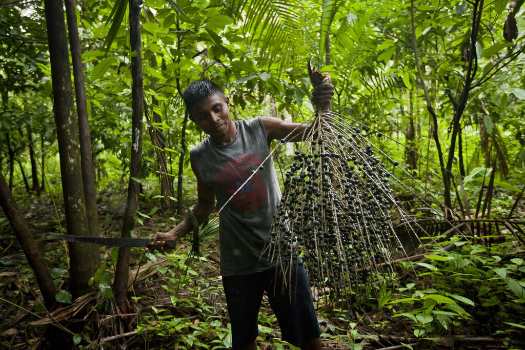 Jungle Hike with Picnic in the Jungle