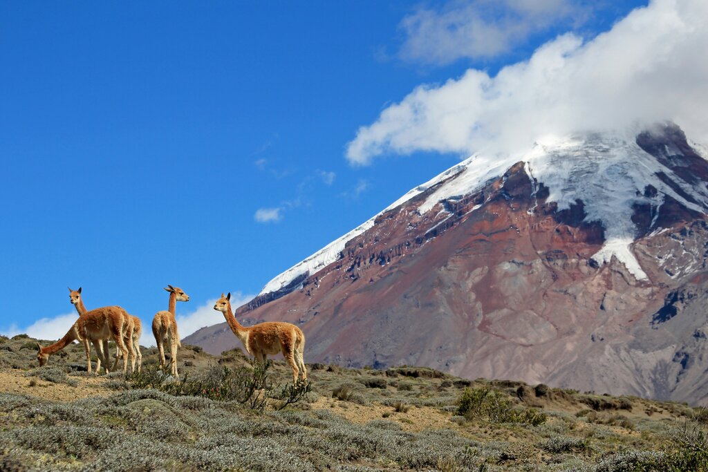 Chimborazo