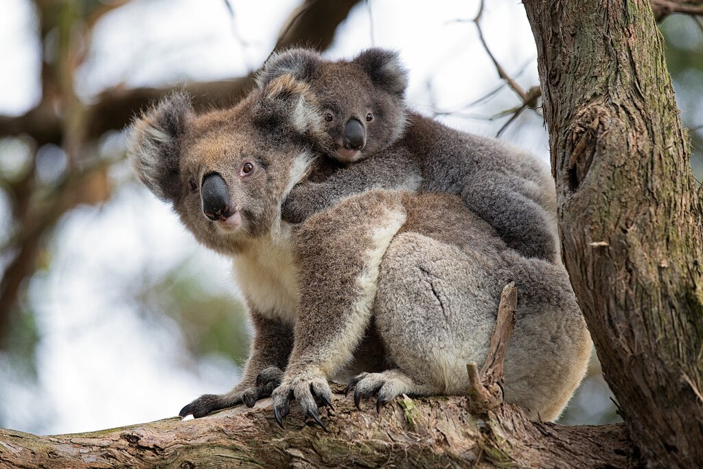 Mother koala carrying a baby koala on her back