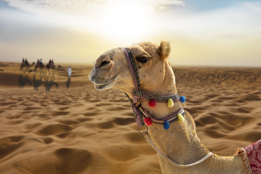 Bedouin Safari and Star Gazing Tour