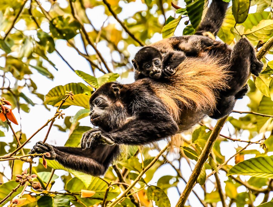 See magnificent wildlife on a tree-climbing adventure in Arenal Volcano National Park