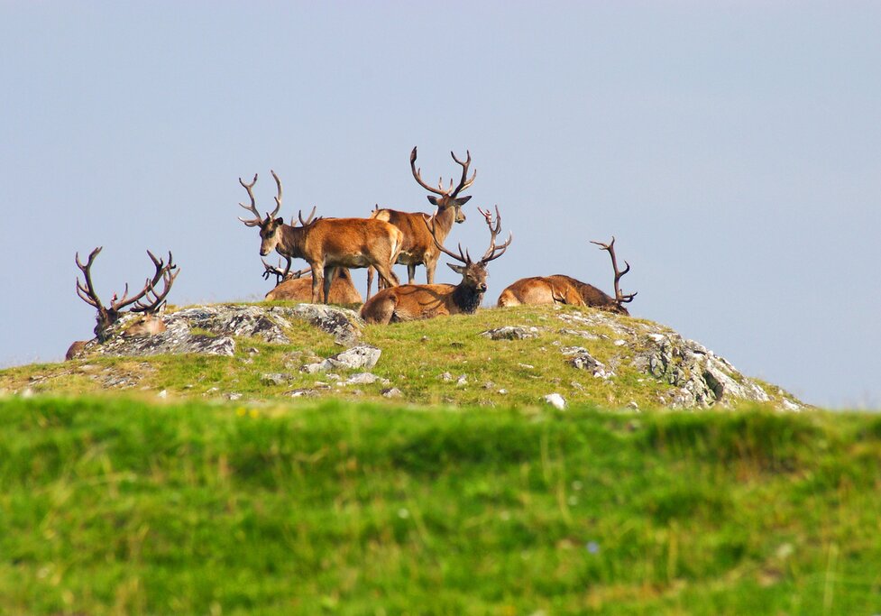 Cairngorms National Park Wildlife Tour with a Specialist