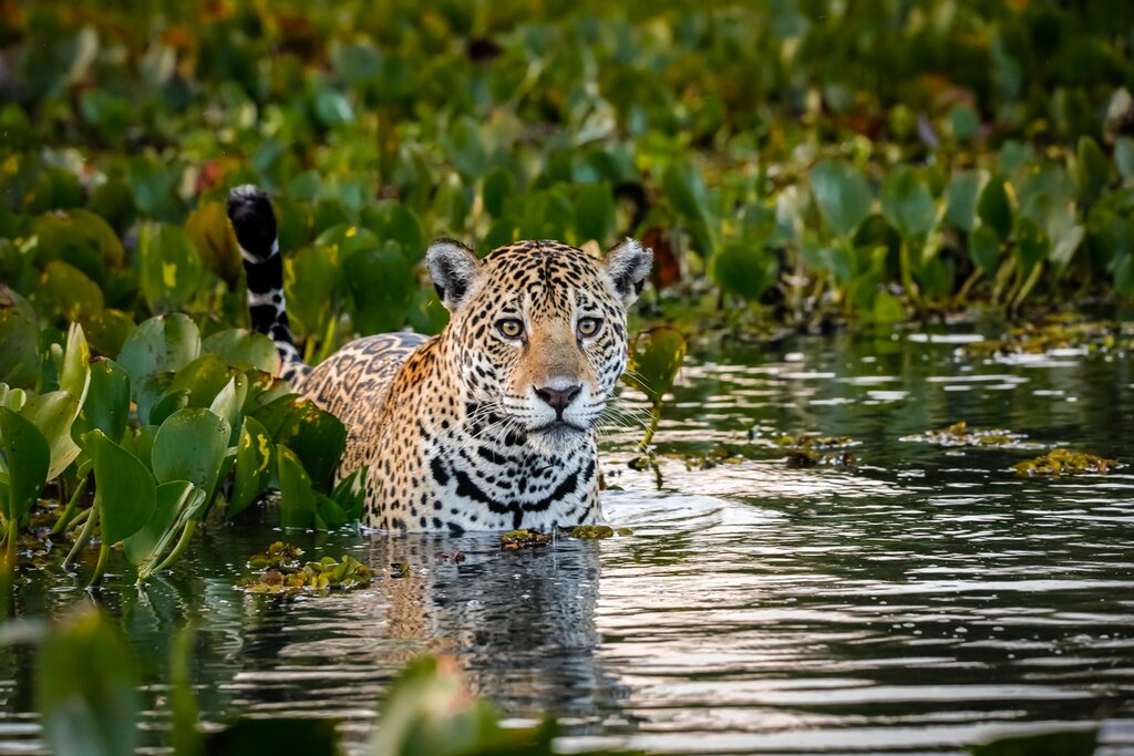 Jaguar