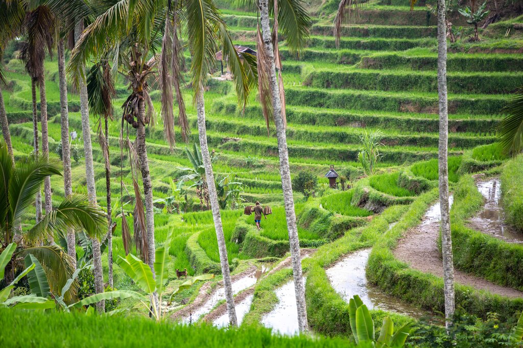 Transfer from Ubud to Menjangan via Ulun Danu Beratan Temple and Jatiluwih Rice Terrace