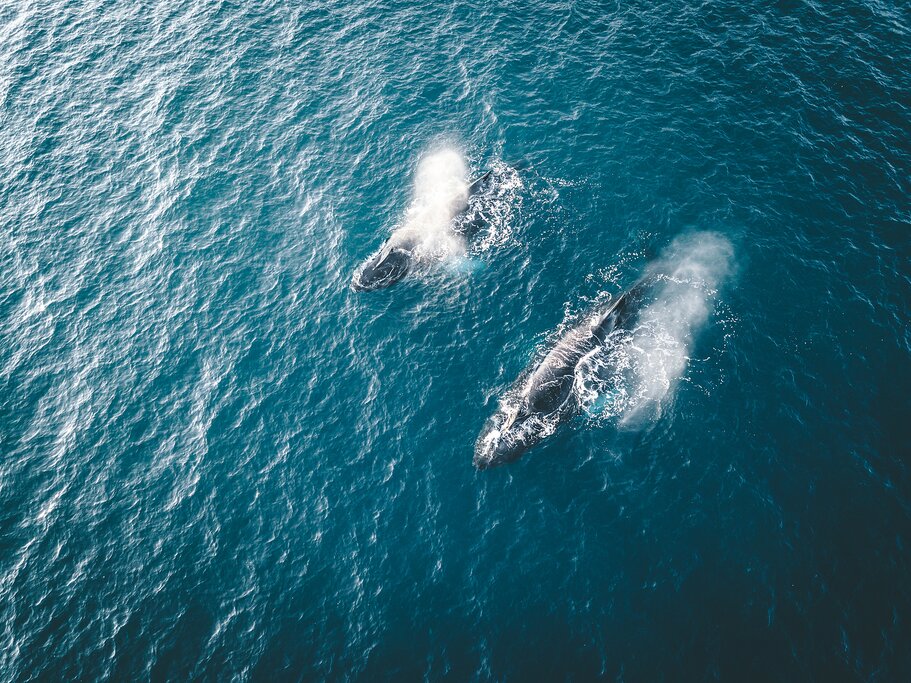 Exploring Iceland with a Yacht (6/7)