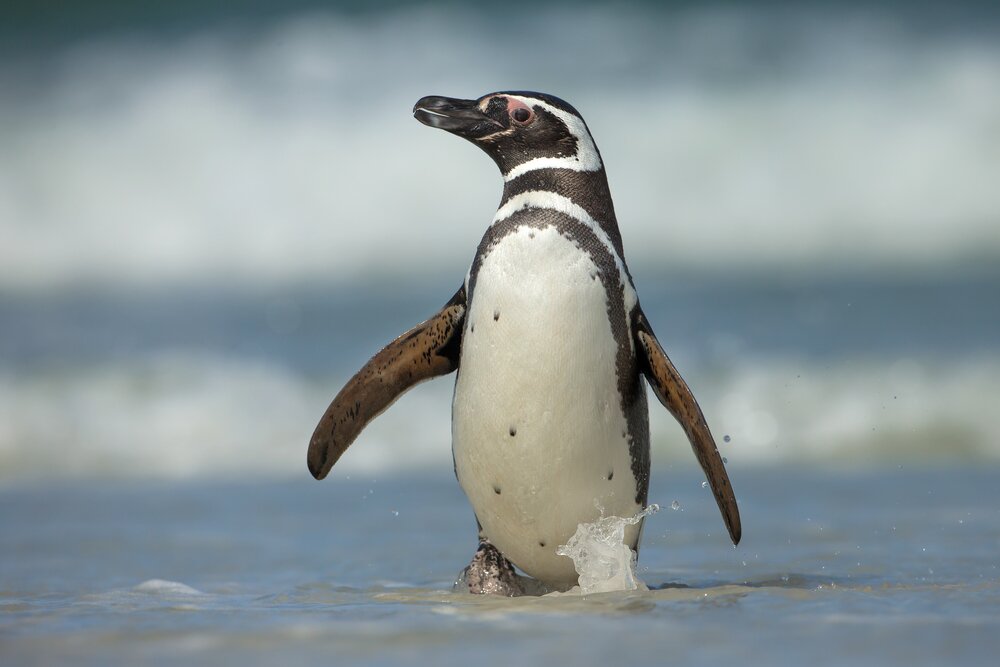 Private Tour of Chepu - Penguins of Puñihuil & Ancud