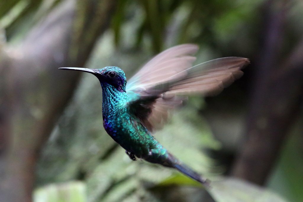 See the majestic birds and butterflies that are Ecuador natives