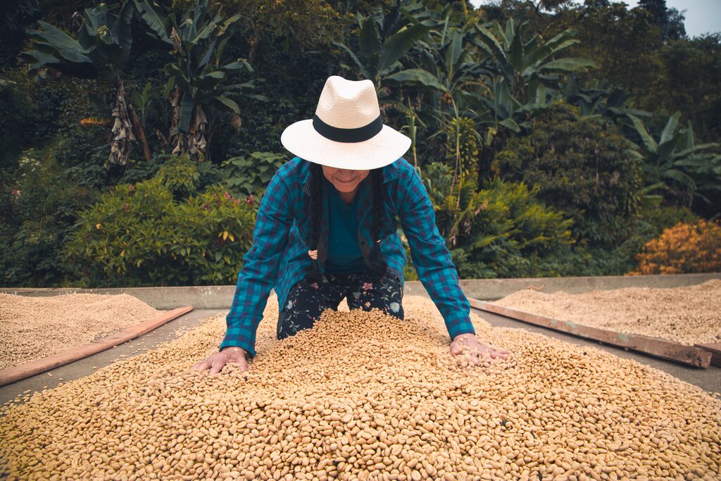Fresh coffee beans in Colombia