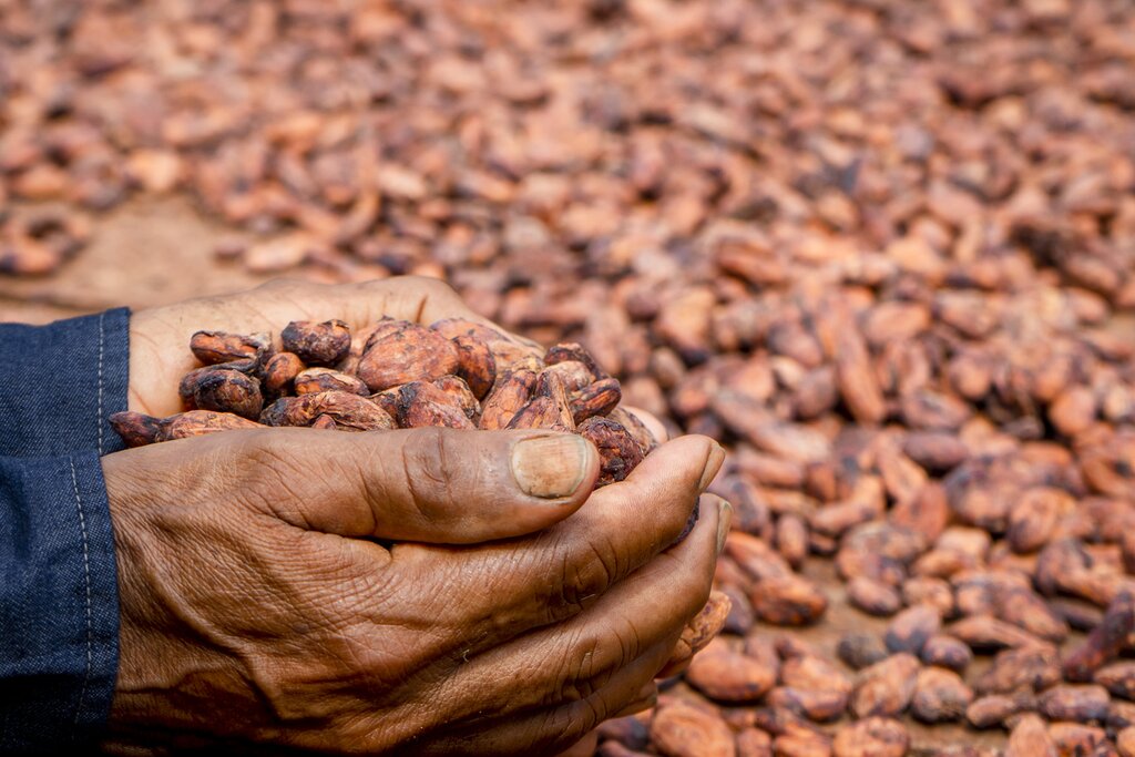 Sun dried Cacao - Photo by  Tijs Zwinkels
