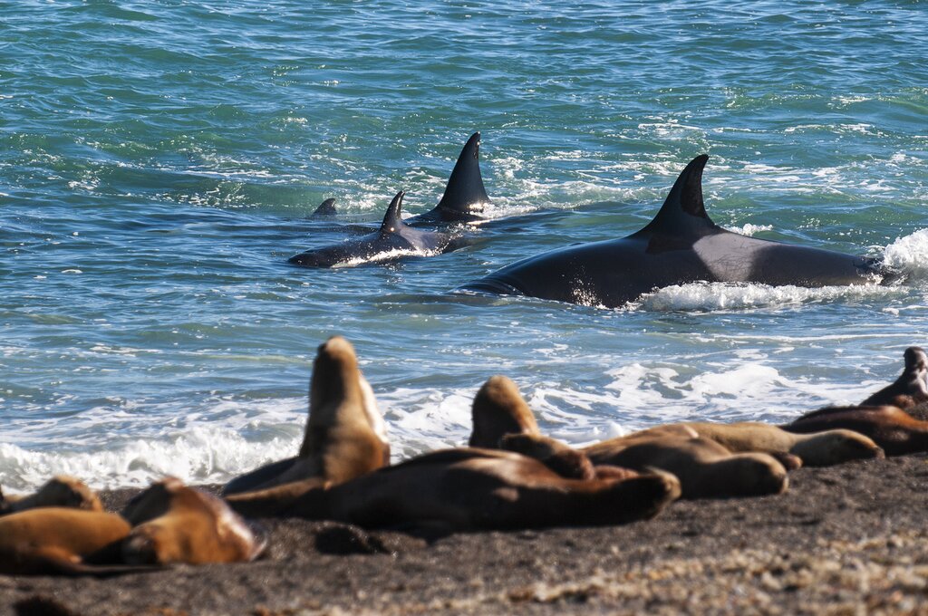 Patagonian orca and sea lions
