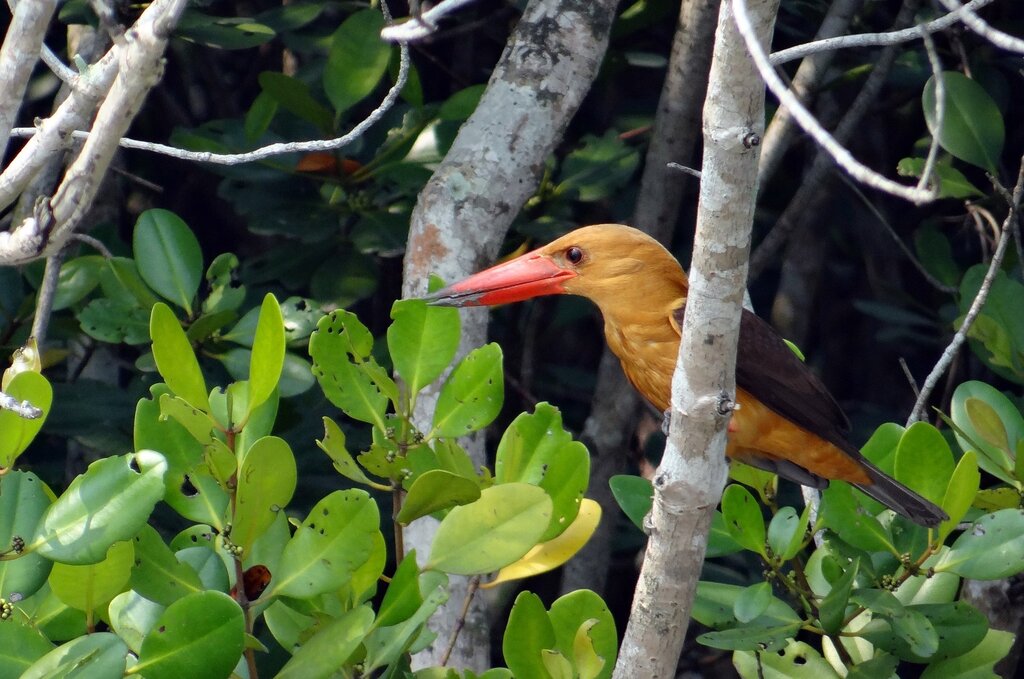 Guided Walk in Sundarban