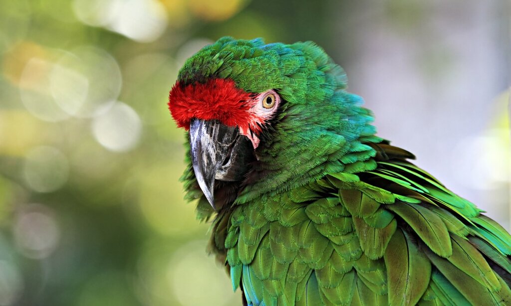 Spot the great green macaw in the Maquenque Wildlife Refuge