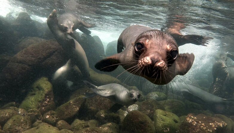 Wildlife Encountering at Lobos Island