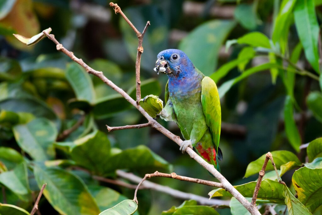 Blue-headed Parrot (Pionus menstruus) Reserva Timanú