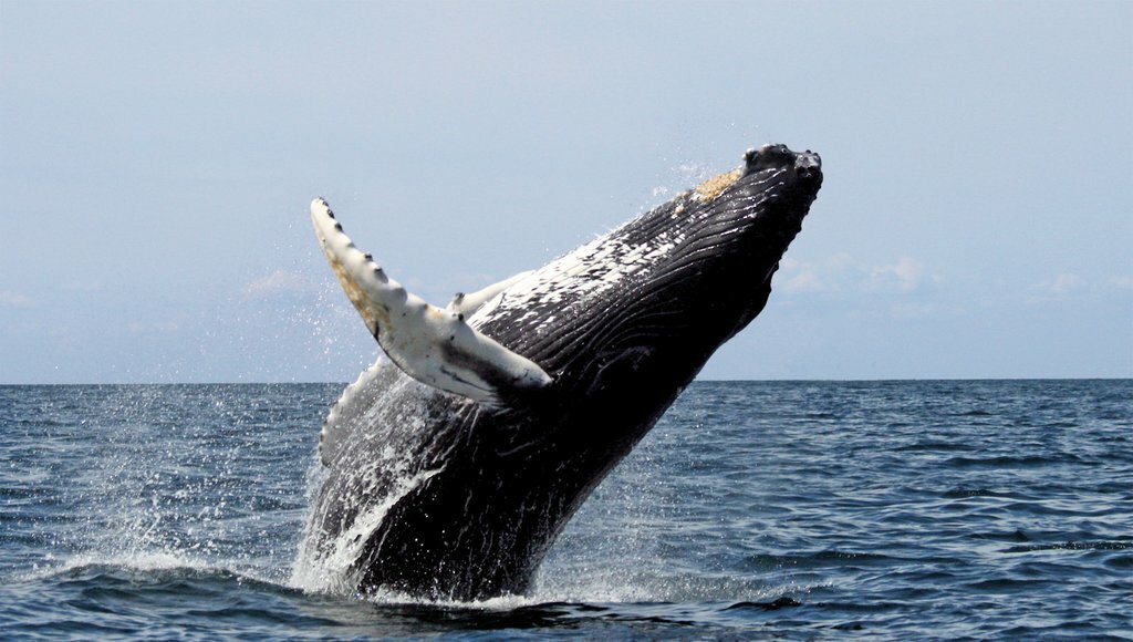 Go whale spotting in Husavik
