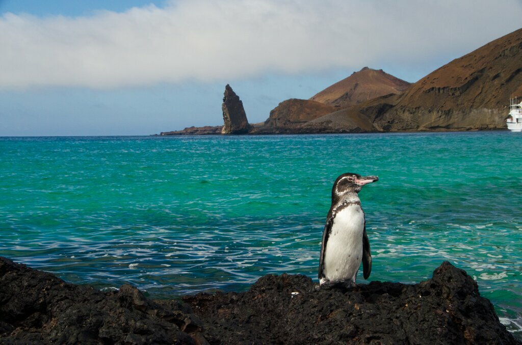 Meet a variety of friendly and exotic creatures in the Galápagos Islands