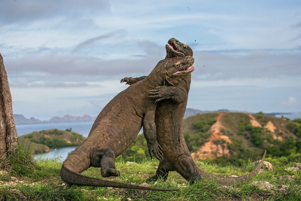 Spot dinosaur-like Komodo dragons as you cruise from island to island