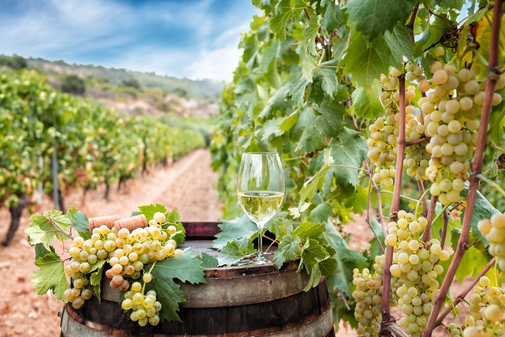 Vineyards overlooking the Mediterranean