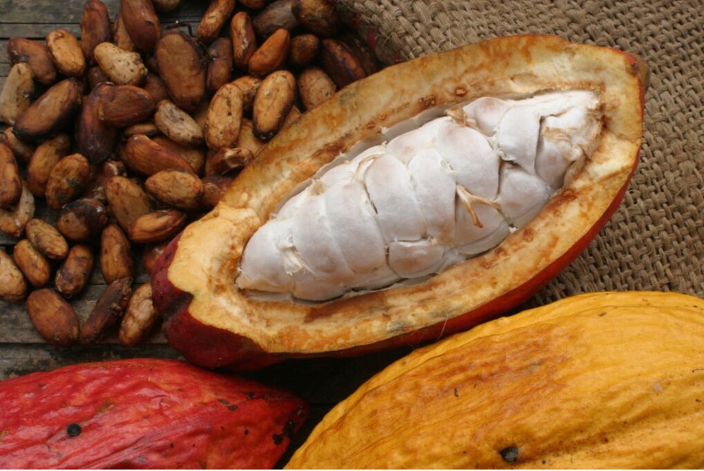 Chocolate Maya Immersion Tour