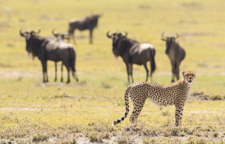 Kenya In April Travel Tips Weather And More