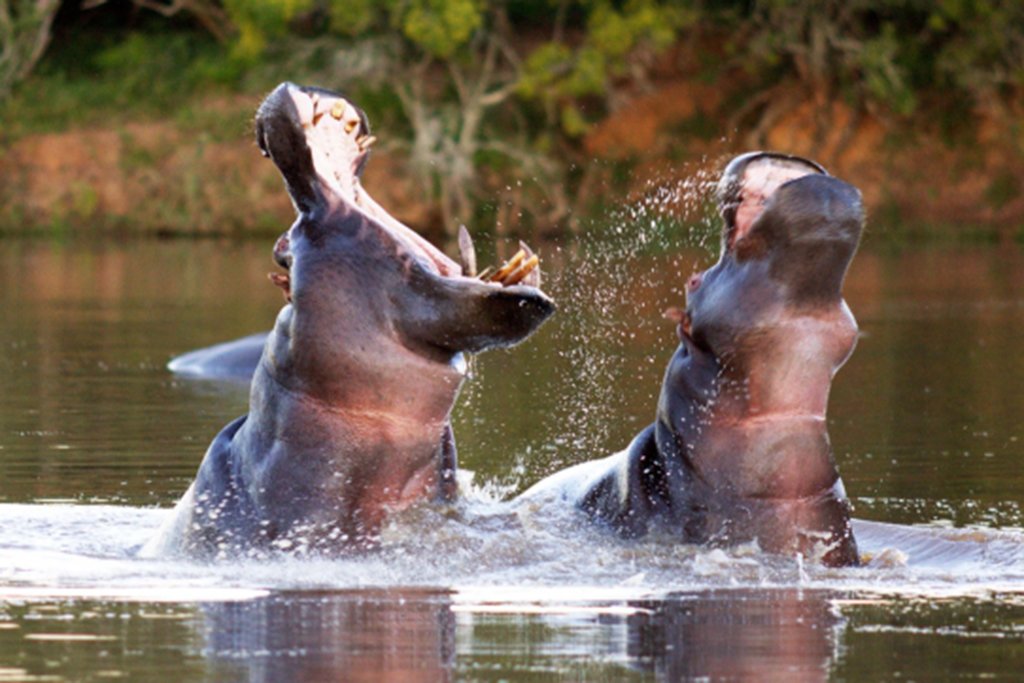 Pumba Game Reserve
