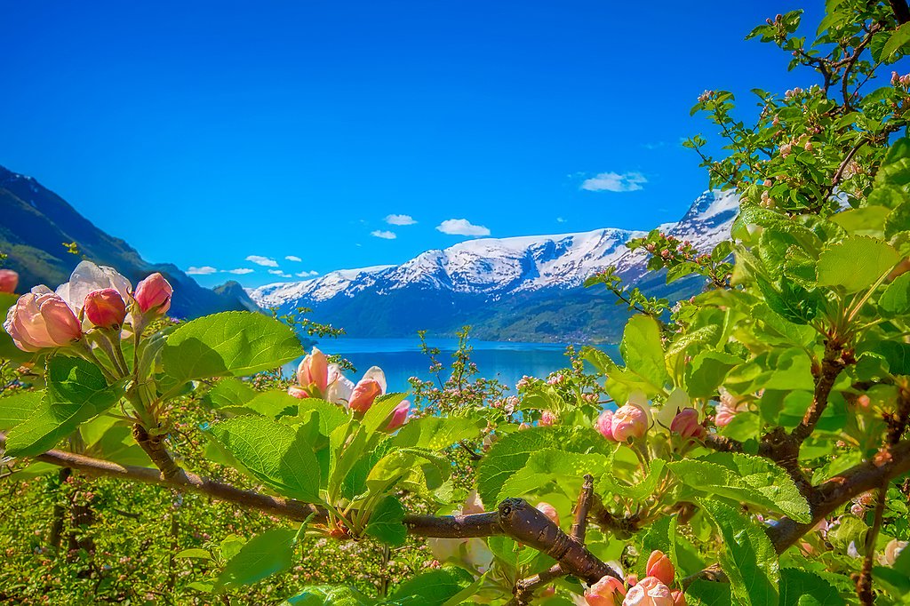 Spring blossoms overlooking the Hardangerfjord