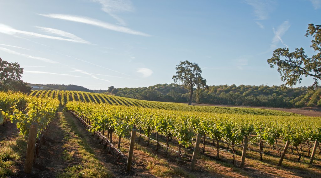 Paso Robles vineyard