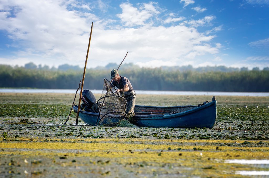 Fisherman netting fish in Danube Delta, Romania