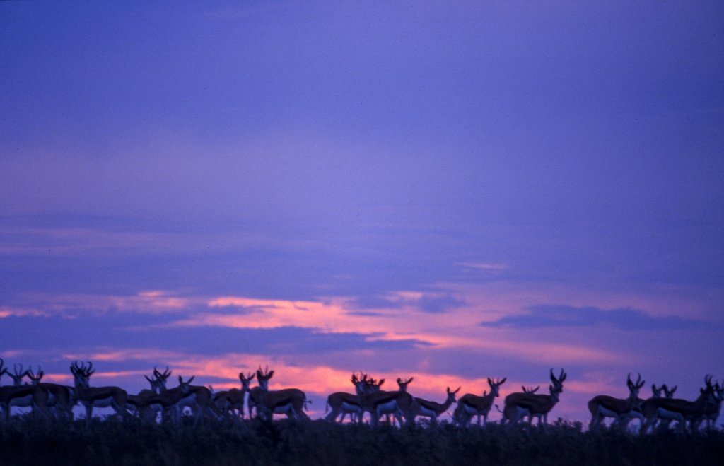 Springbok sunset