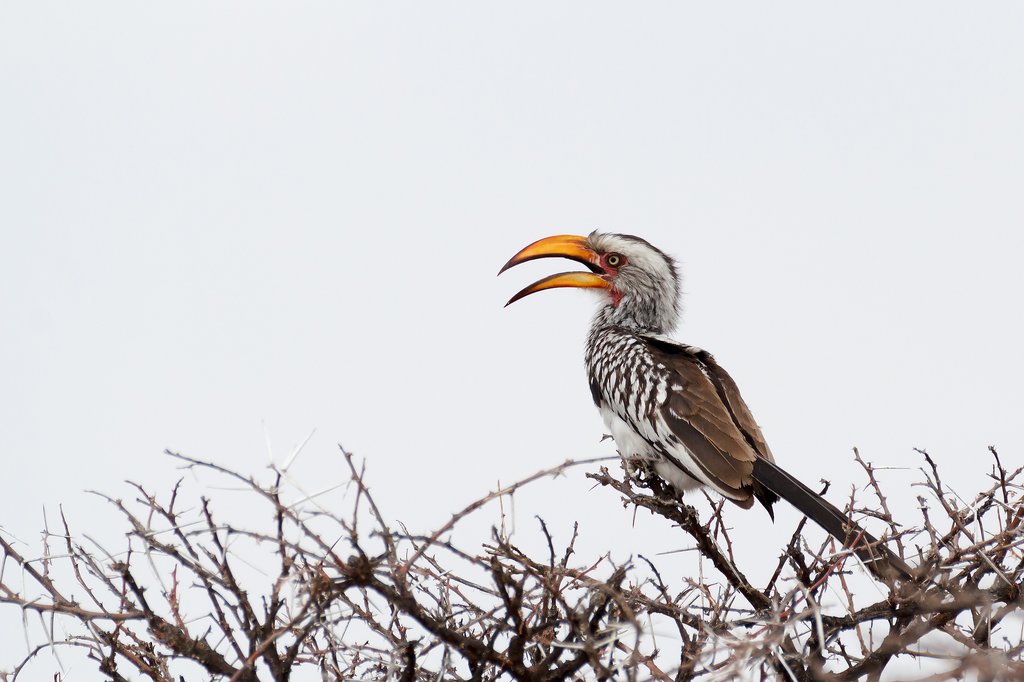 Southern Yellow-Billed Hornbill
