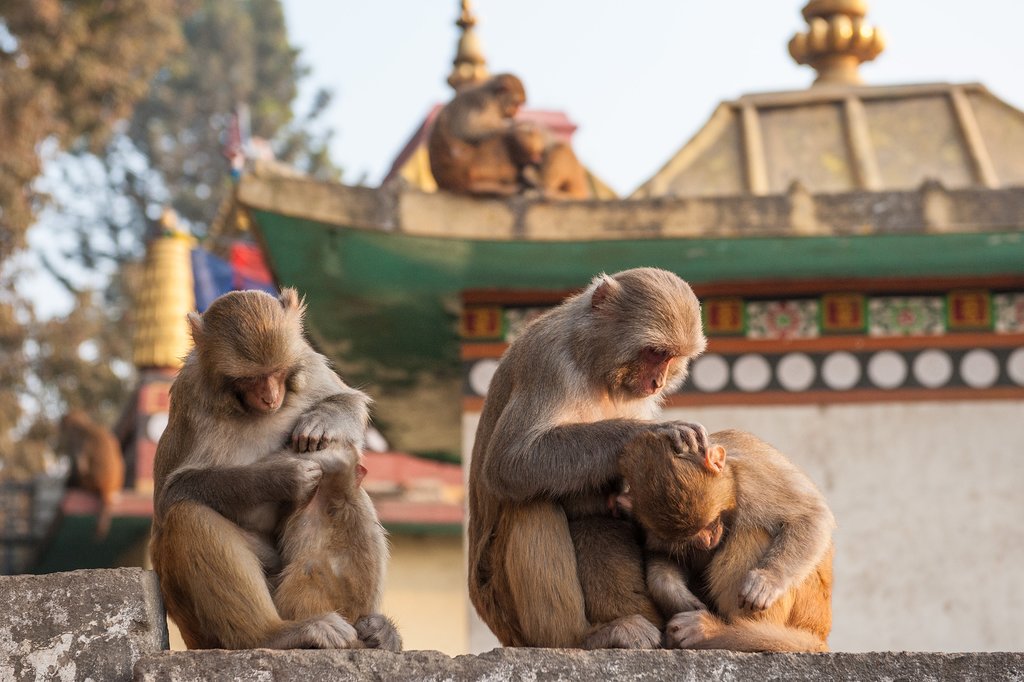 The cityscape of Kathmandu and Boudhanath Stupa