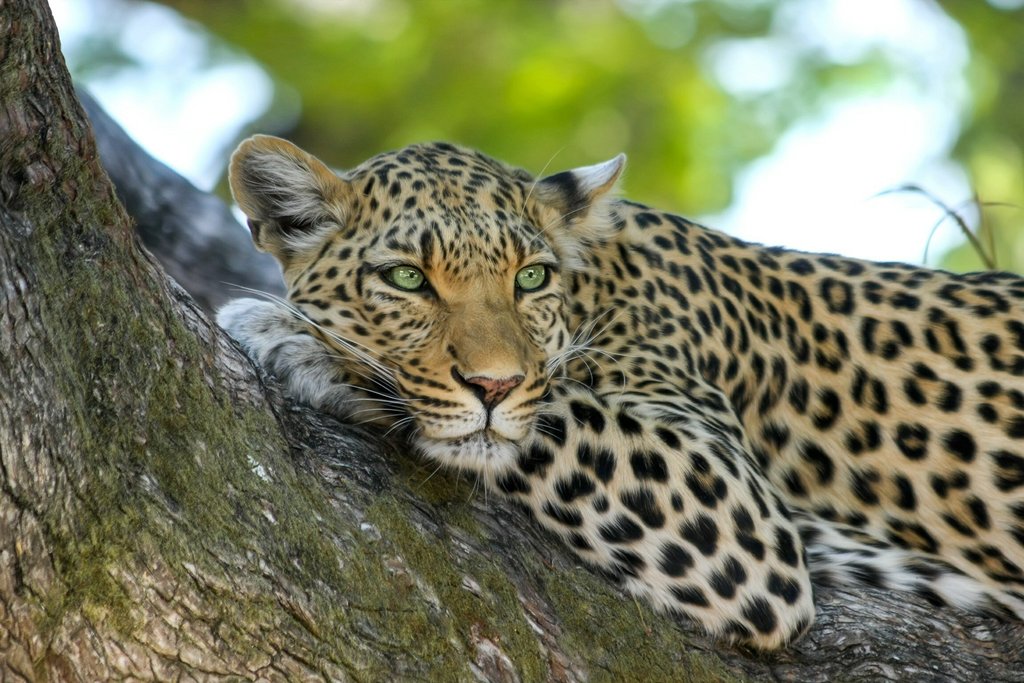 A leopard perched in a tree in Kruger National Park