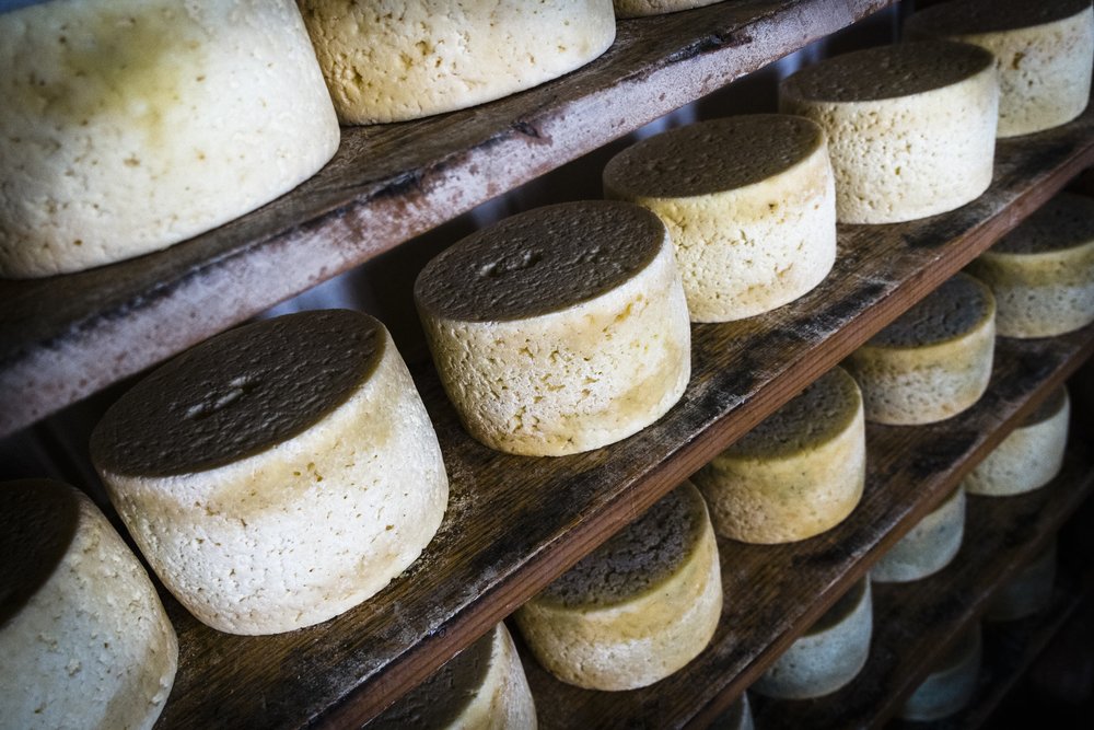 Cheese Farm Visit