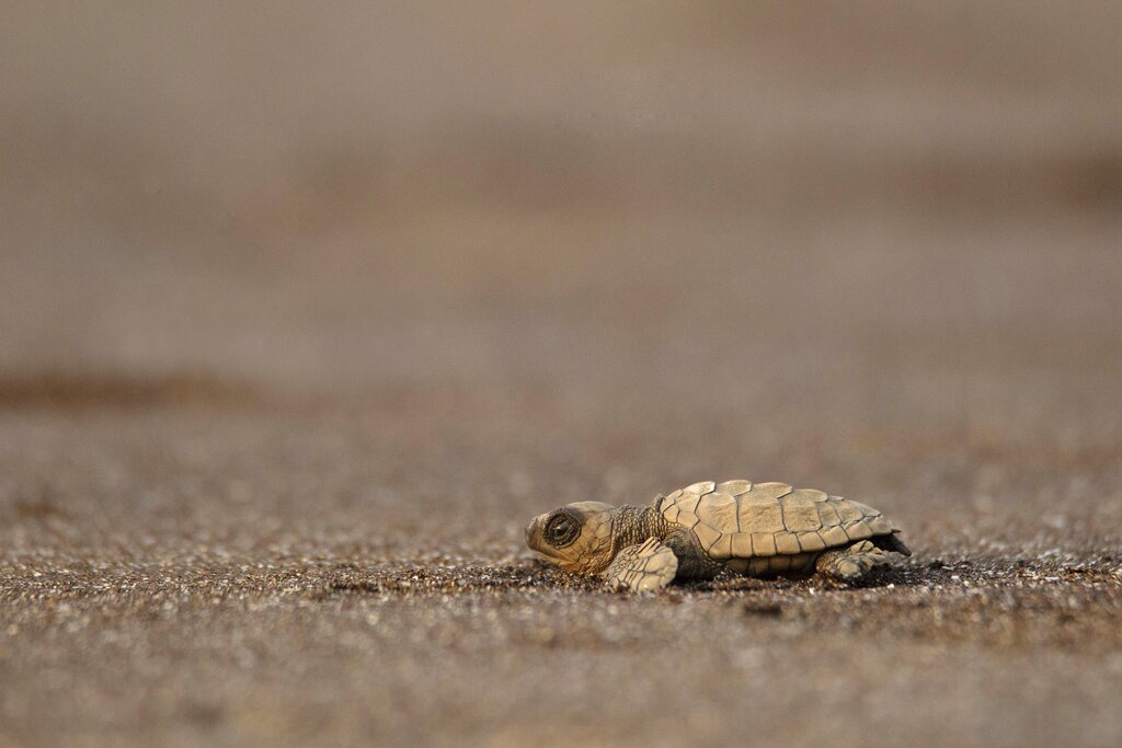 Baby Olive Ridley turtle